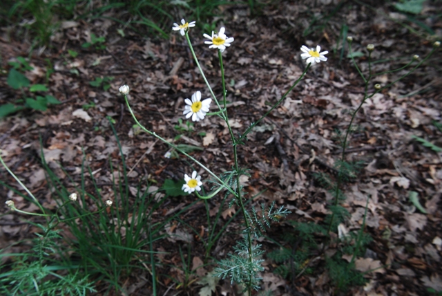 Erigeron annuus e Tanacetum corymbosum